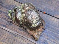 Schnecken, Gastropoda