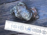 Schnecken, Gastropoda