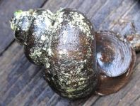 Schnecken, Gastropoda