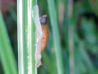 Schnecken, Familie Succineidae, Bernsteinschnecke