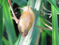 Schnecken, Familie Succineidae, Bernsteinschnecke