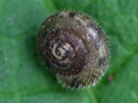 Schnecken, Gastropoda