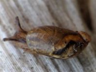 Schnecken, Familie Succineidae, Bernsteinschnecke