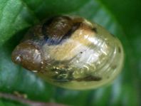 Schnecken, Familie Succineidae, Bernsteinschnecke
