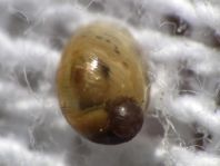 Schnecken, Familie Succineidae, Bernsteinschnecke