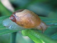 Schnecken, Familie Succineidae, Bernsteinschnecke
