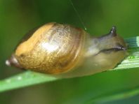 Schnecken, Familie Succineidae, Bernsteinschnecke