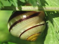 Schnecken, Gastropoda