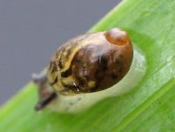 Schnecken, Familie Succineidae, Bernsteinschnecke