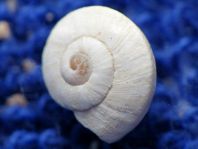 Schnecken, Gastropoda