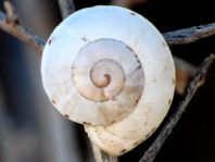 Schnecken, Gastropoda