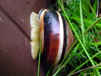 Schnecken, Gastropoda