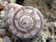 Schnecken, Gastropoda