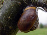 Schnecken, Gastropoda