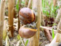 Schnecken, Gastropoda