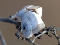 Schnecken, Gastropoda