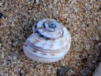 Schnecken, Gastropoda