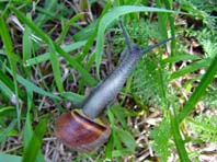 Schnecken, Gastropoda