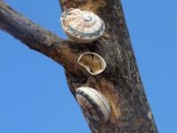 Schnecken, Gastropoda