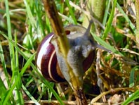 Schnecken, Gastropoda