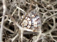 Schnecken, Gastropoda
