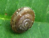 Schnecken, Gastropoda