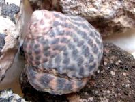 Schnecken, Gastropoda