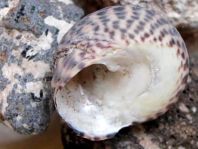 Schnecken, Gastropoda