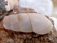 Schnecken, Gastropoda