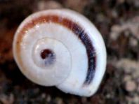 Schnecken, Gastropoda