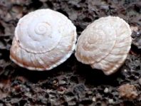 Schnecken, Gastropoda