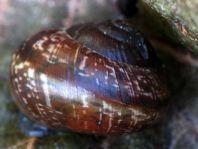 Schnecken, Gastropoda