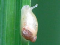 Schnecken, Familie Succineidae, Bernsteinschnecke
