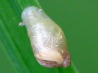 Schnecken, Familie Succineidae, Bernsteinschnecke