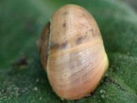 Schnecken, Gastropoda
