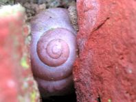 Schnecken, Gastropoda