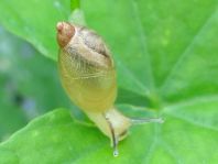 Schnecken, Familie Succineidae, Bernsteinschnecke