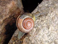 Schnecken, Gastropoda