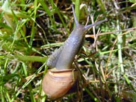 Schnecken, Gastropoda