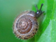 Schnecken, Gastropoda