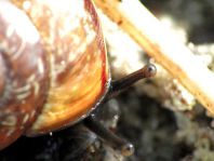 Schnecken, Gastropoda