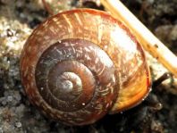 Schnecken, Gastropoda
