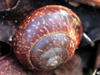 Schnecken, Gastropoda