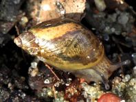 Schnecken, Familie Succineidae, Bernsteinschnecke