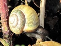 Schnecken, Gastropoda