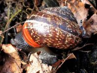 Schnecken, Gastropoda