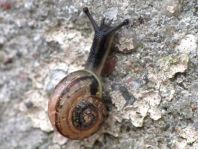 Schnecken, Gastropoda