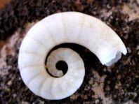 Posthörnchen, Spirula spirula