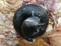 Schnecke