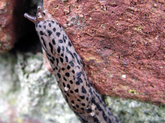 Tigerschnegel, Limax maximus